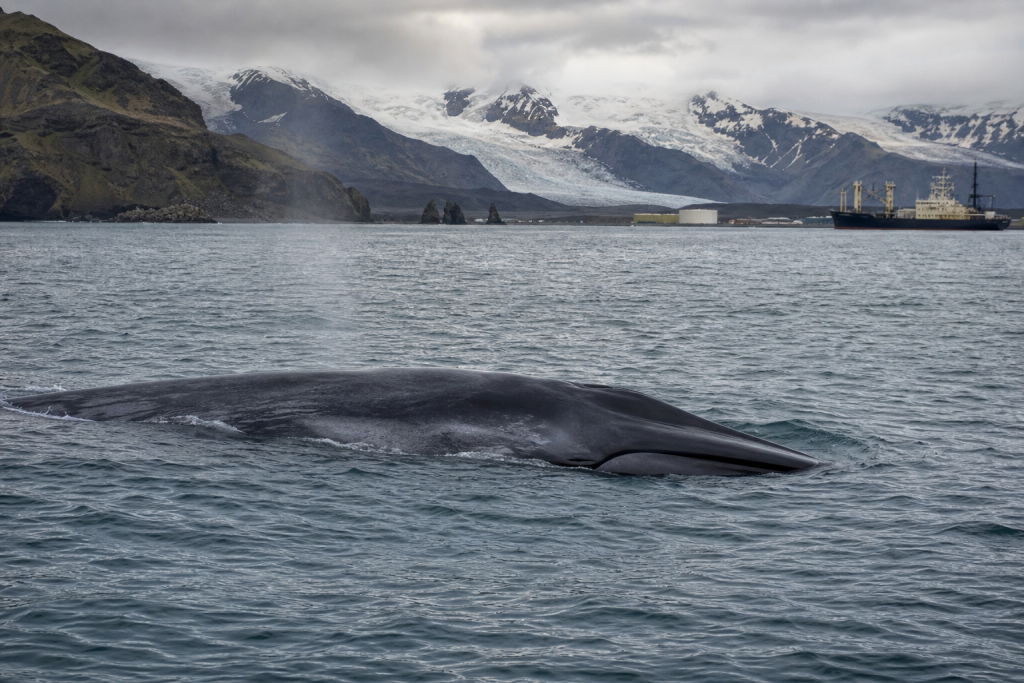 A large whale surfaces in icy waters near a glacier and cargo ship
