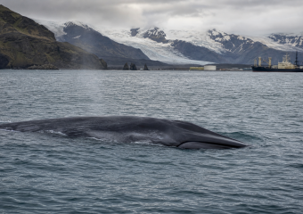 A large whale surfaces in icy waters near a glacier and cargo ship